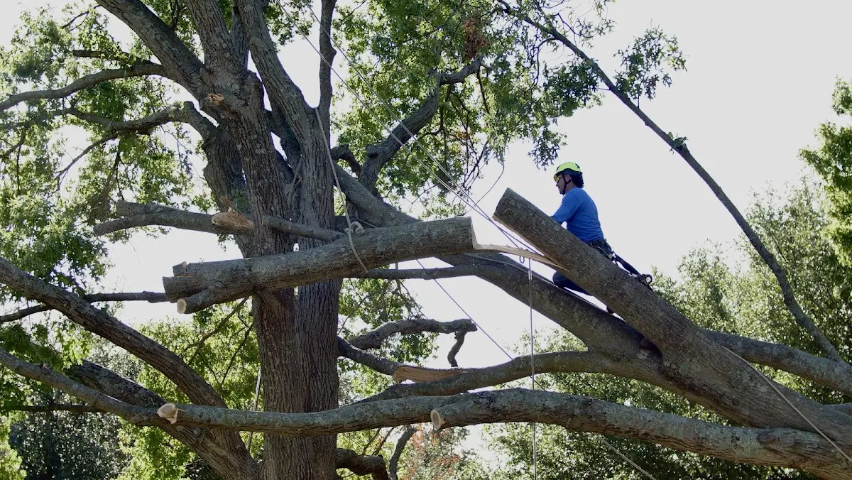 Professional Crown Thinning performed by certified arborists in Waggoner